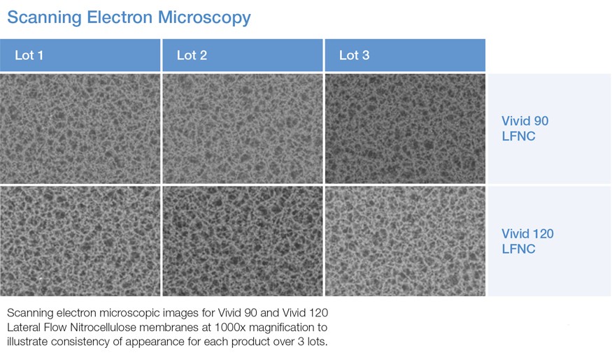 vivid nitrocellulose scanning electron micrograph